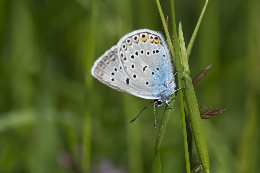 Polyommatus amandus?